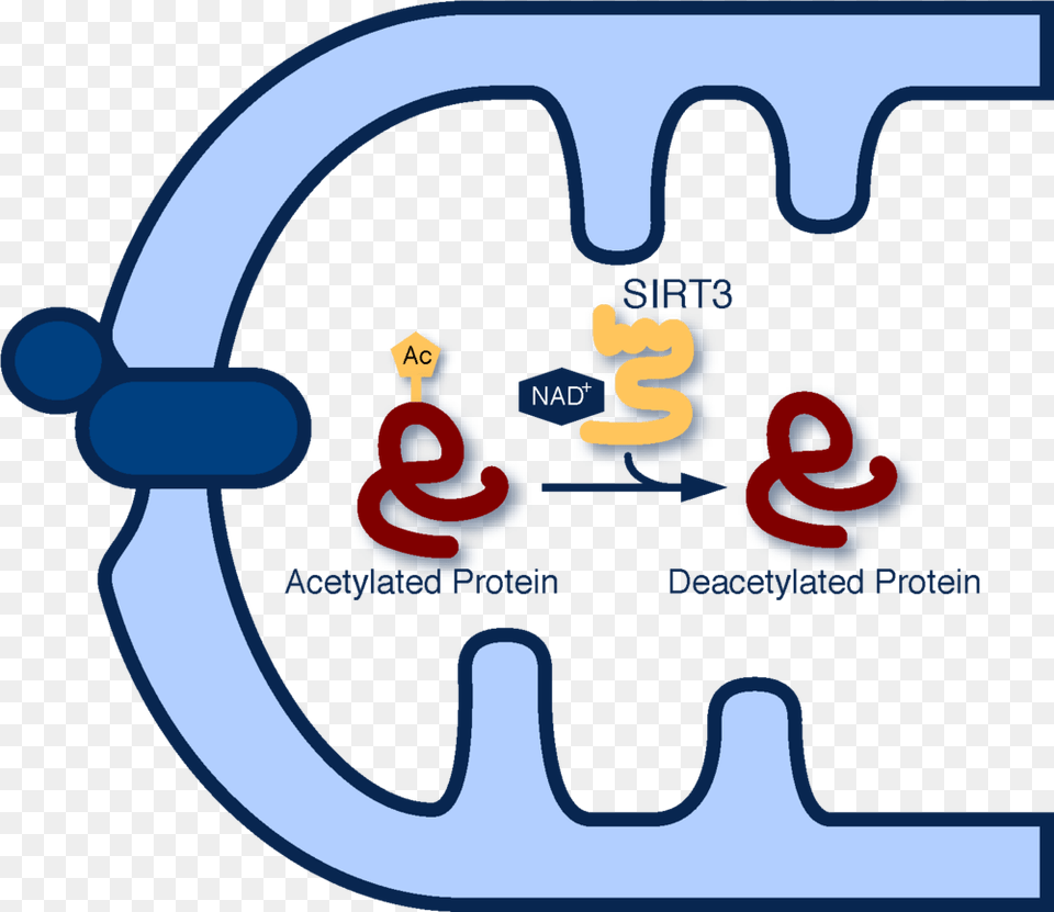 Acetylation Hirschey Lab, Logo Png