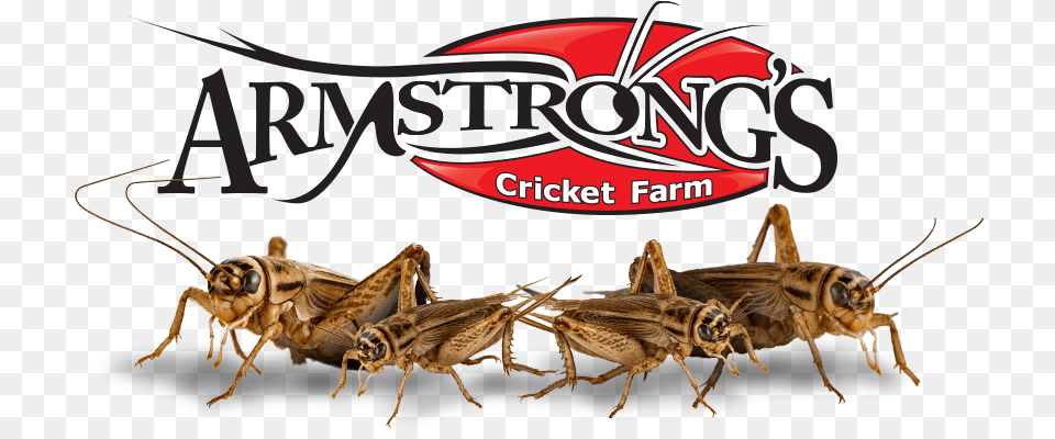 Acheta Domestica Crickets Armstrong Crickets, Animal, Cricket Insect, Insect, Invertebrate Png Image