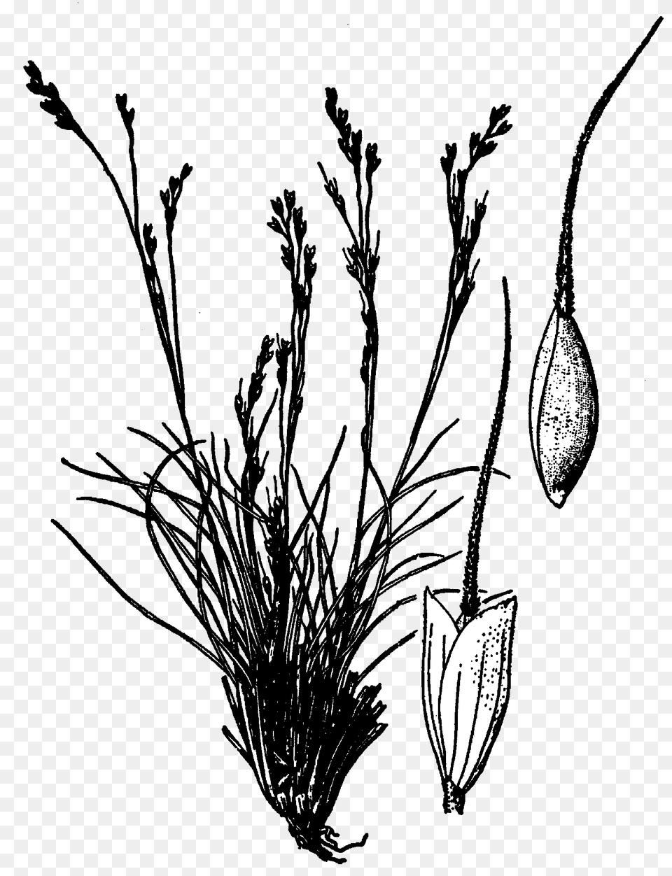 Achnatherum Hendersonii Drawing, Art, Plant, Flower Free Transparent Png