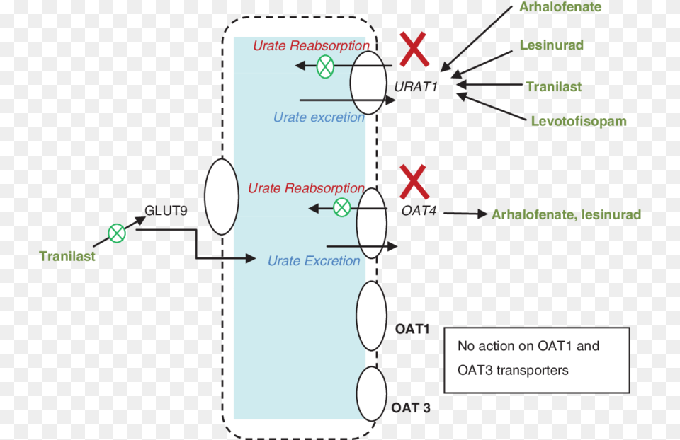 Acid Uric Excretion In Kidney Mechanism, Electronics, Mobile Phone, Phone, Diagram Png Image