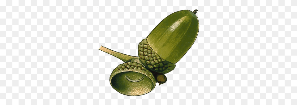 Acorn Vegetable, Produce, Plant, Nut Free Transparent Png