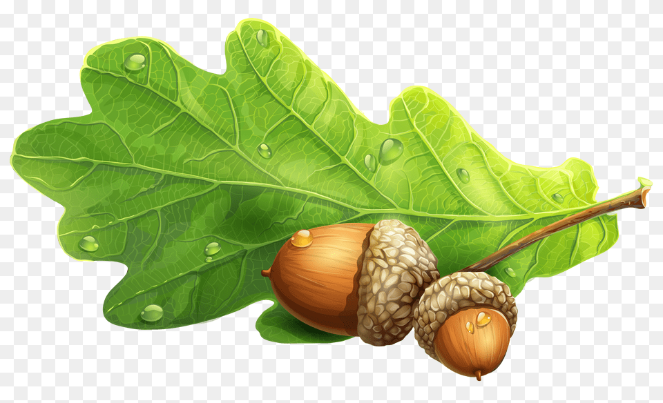 Acorn, Vegetable, Produce, Plant, Nut Png