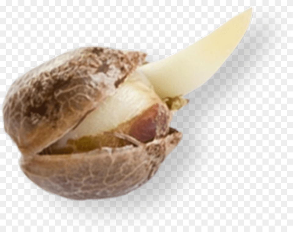 Acorn, Food, Nut, Plant, Produce Free Png Download