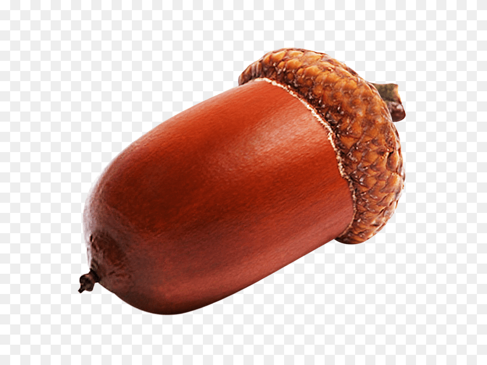 Acorn, Vegetable, Food, Produce, Plant Png