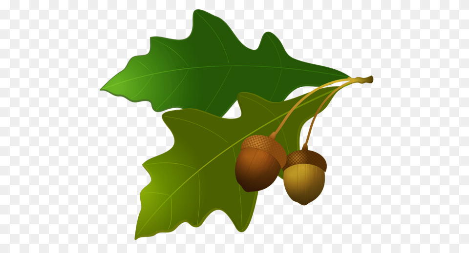 Acorn, Food, Grain, Nut, Plant Png Image