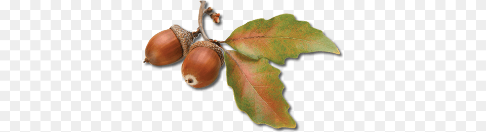 Acorn, Food, Nut, Plant, Produce Png Image