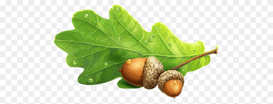 Acorn, Vegetable, Produce, Plant, Nut Free Png