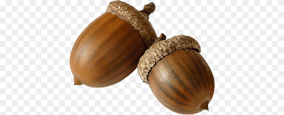 Acorn, Food, Grain, Nut, Plant Free Png Download