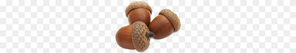 Acorn, Vegetable, Food, Grain, Nut Png