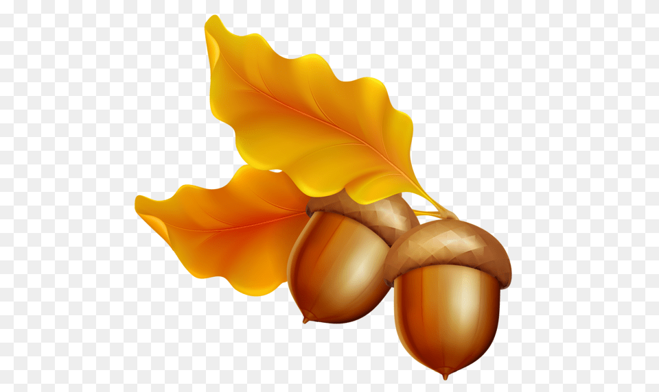 Acorn, Food, Grain, Nut, Plant Free Transparent Png