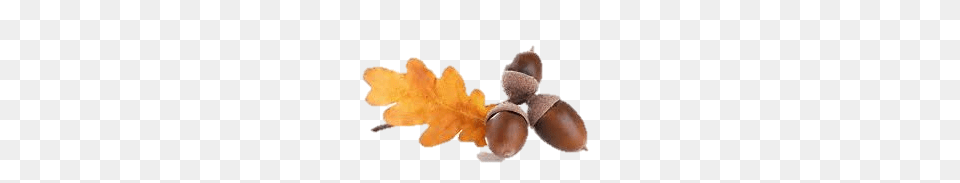 Acorn, Food, Grain, Nut, Plant Png