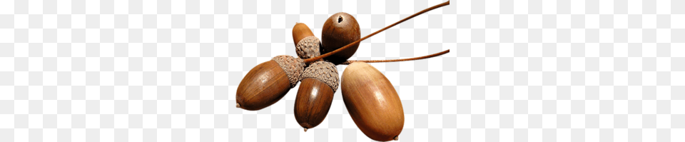 Acorn, Vegetable, Produce, Plant, Nut Free Png Download