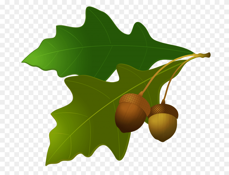 Acorn, Food, Grain, Nut, Plant Free Png Download