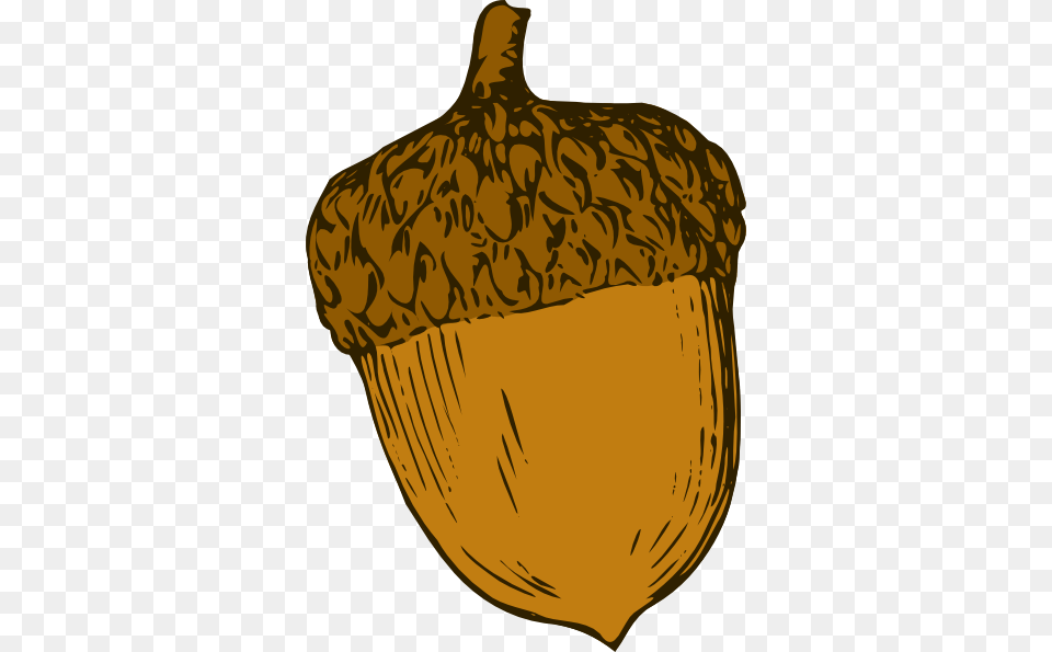 Acorn Acorn Clipart, Vegetable, Produce, Plant, Nut Png