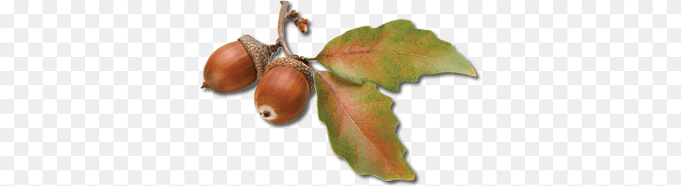 Acorn Autumn Leaves, Food, Nut, Plant, Produce Png