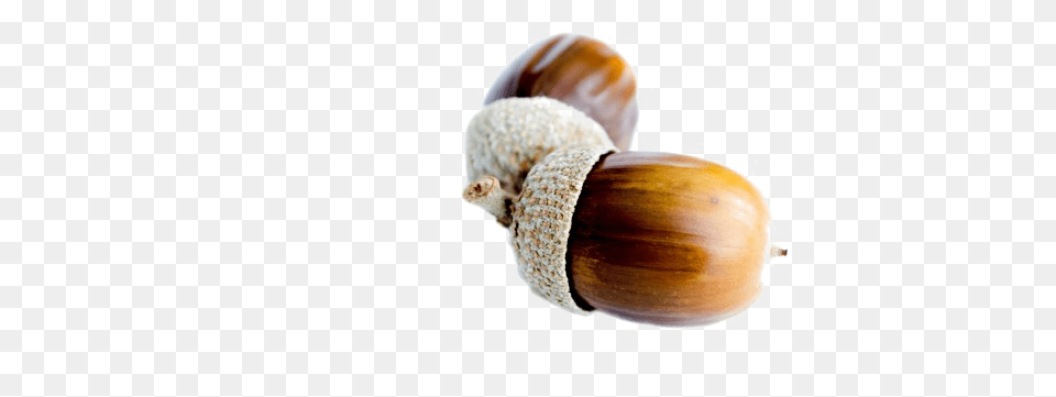 Acorn Background Image Acorn White Background, Food, Nut, Plant, Produce Png