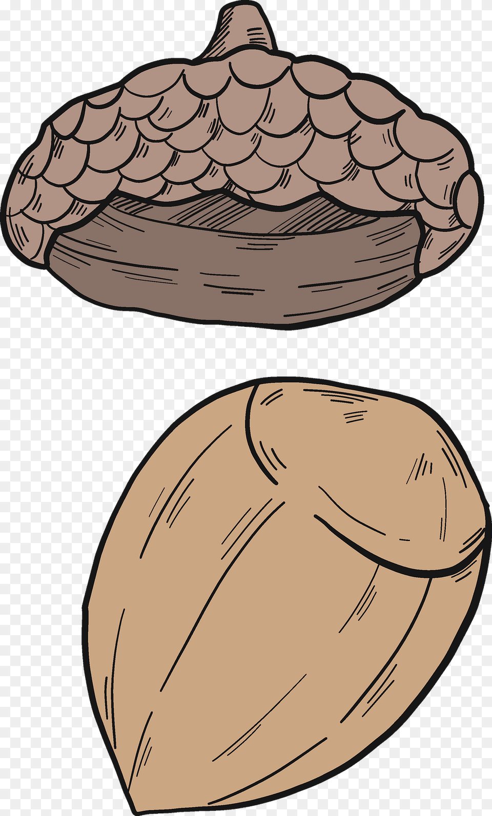 Acorn Clipart, Food, Nut, Plant, Produce Free Png