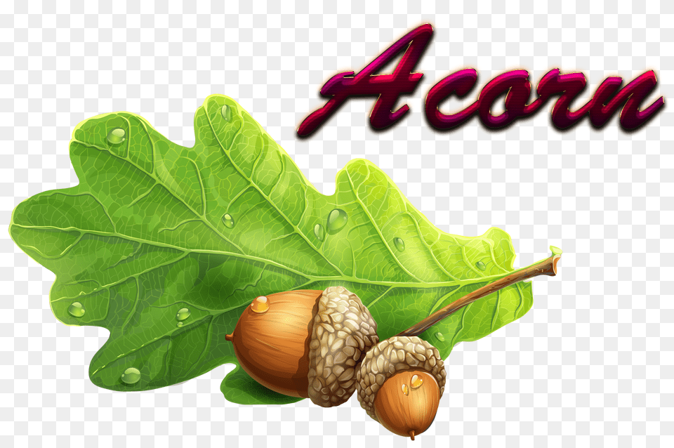 Acorn Download, Vegetable, Produce, Plant, Nut Free Png