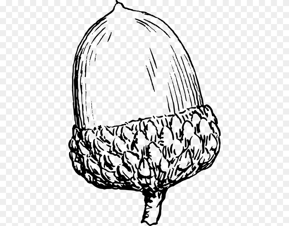 Acorn Drawing Download Computer Icons Nut, Gray Png
