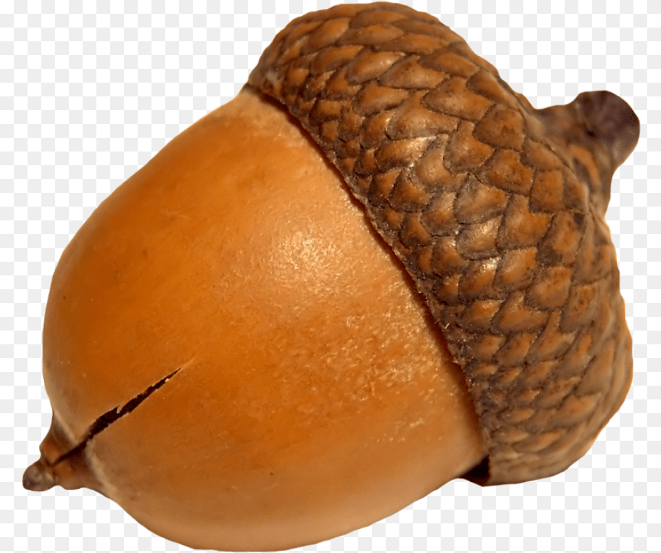 Acorn Acorn Transparent, Food, Grain, Nut, Plant Png Image
