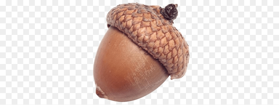 Acorn Image Background Acorn, Vegetable, Produce, Plant, Nut Free Png