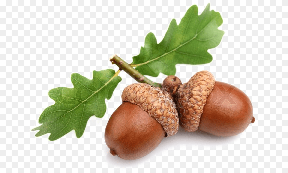 Acorn Image Oak Acorn, Food, Grain, Nut, Plant Free Png