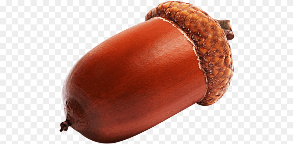 Acorn Images Acorn Image In Hd, Food, Nut, Plant, Produce Free Transparent Png