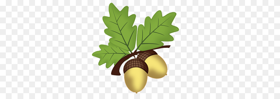 Acorn Imge Picture Vegetable, Food, Grain, Produce Free Png Download