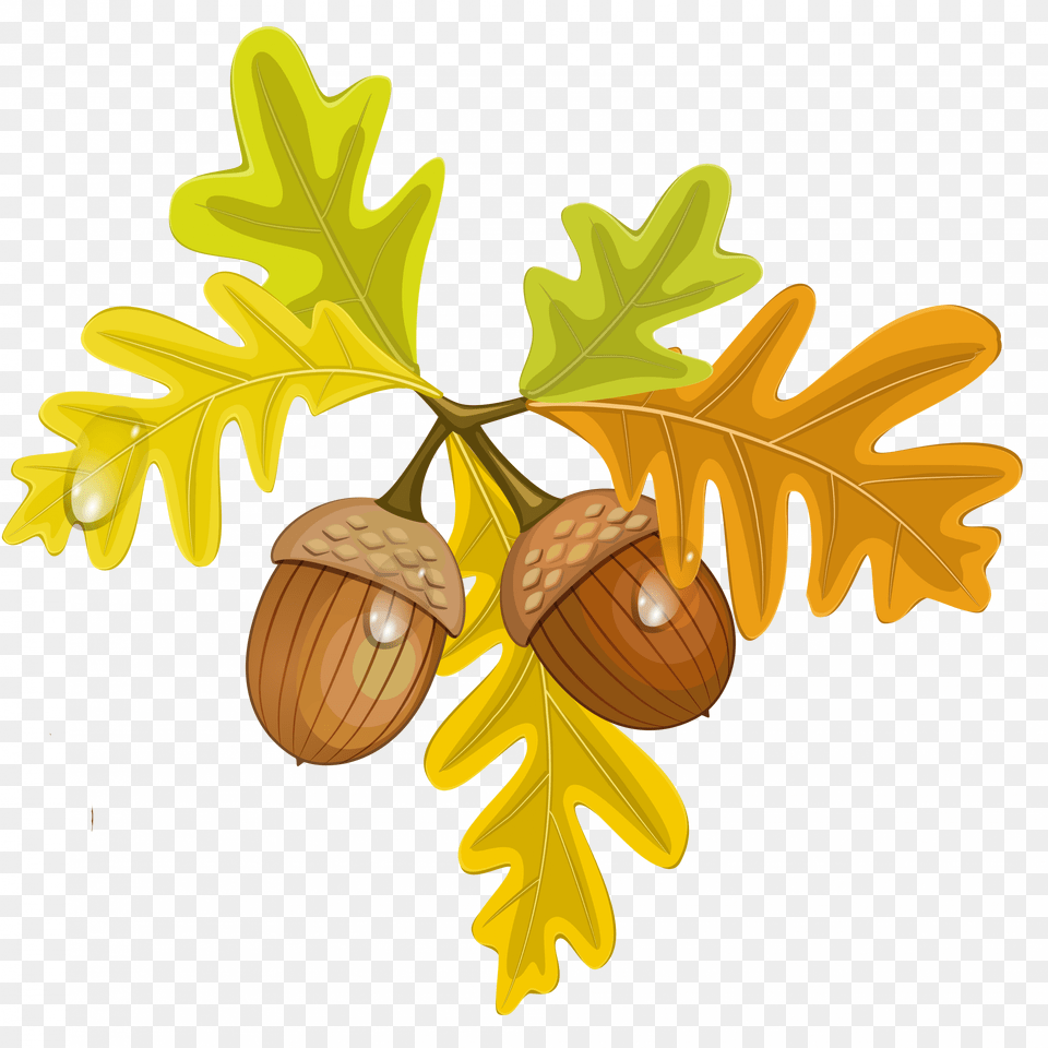 Acorn Leaf Clipart Clip Art Images, Food, Grain, Nut, Plant Free Transparent Png