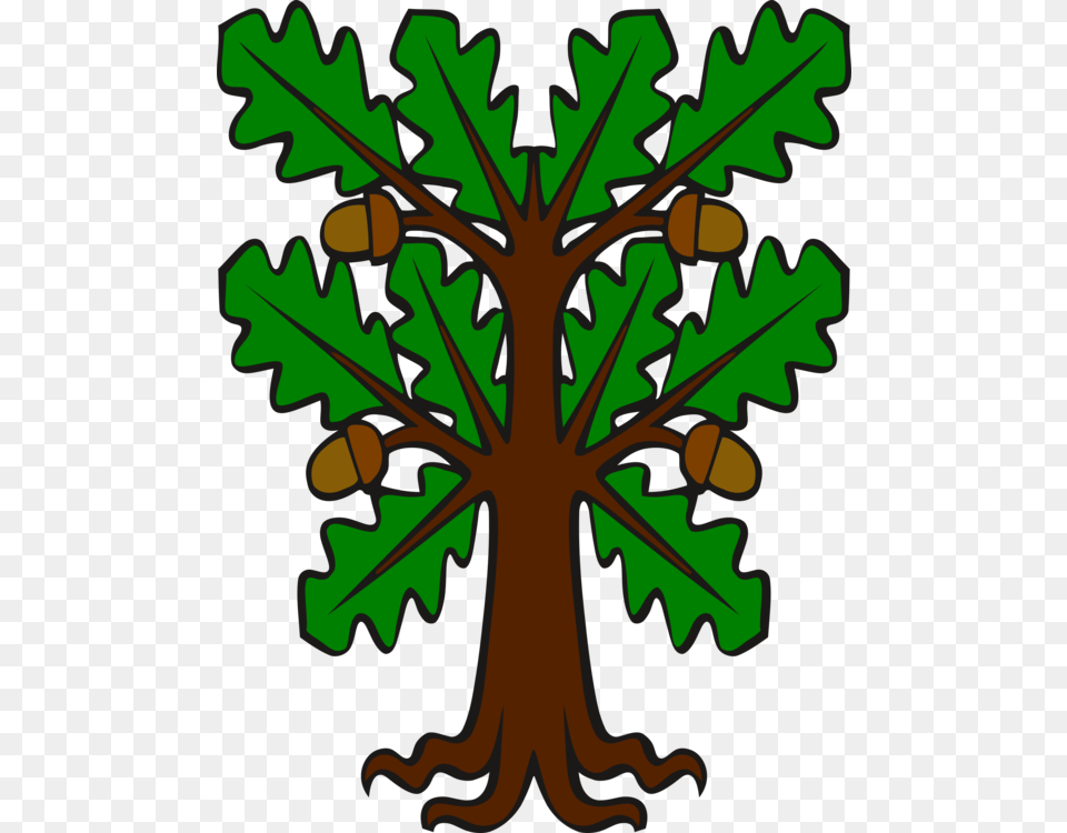 Acorn Leaf English Oak White Oak Southern Live Oak, Plant, Tree, Produce, Food Free Png Download