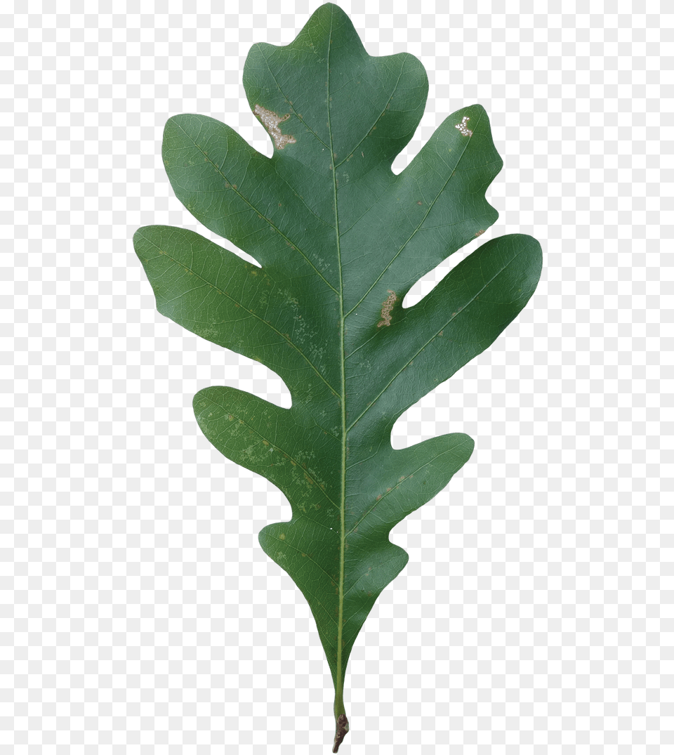 Acorn Leaf Quercus Alba White Oak Leaf, Plant, Tree Free Png
