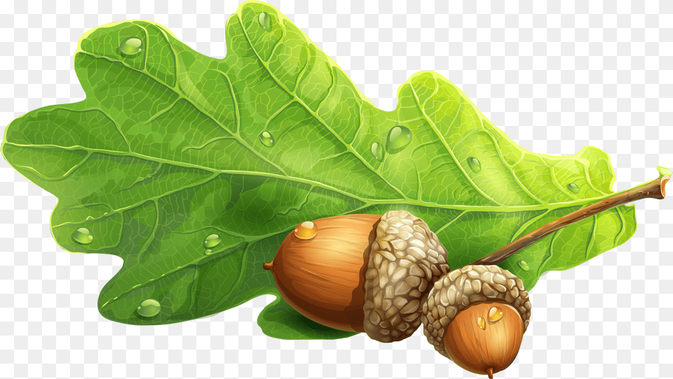 Acorn Oak Leaf Acorn, Vegetable, Produce, Plant, Nut Free Png Download