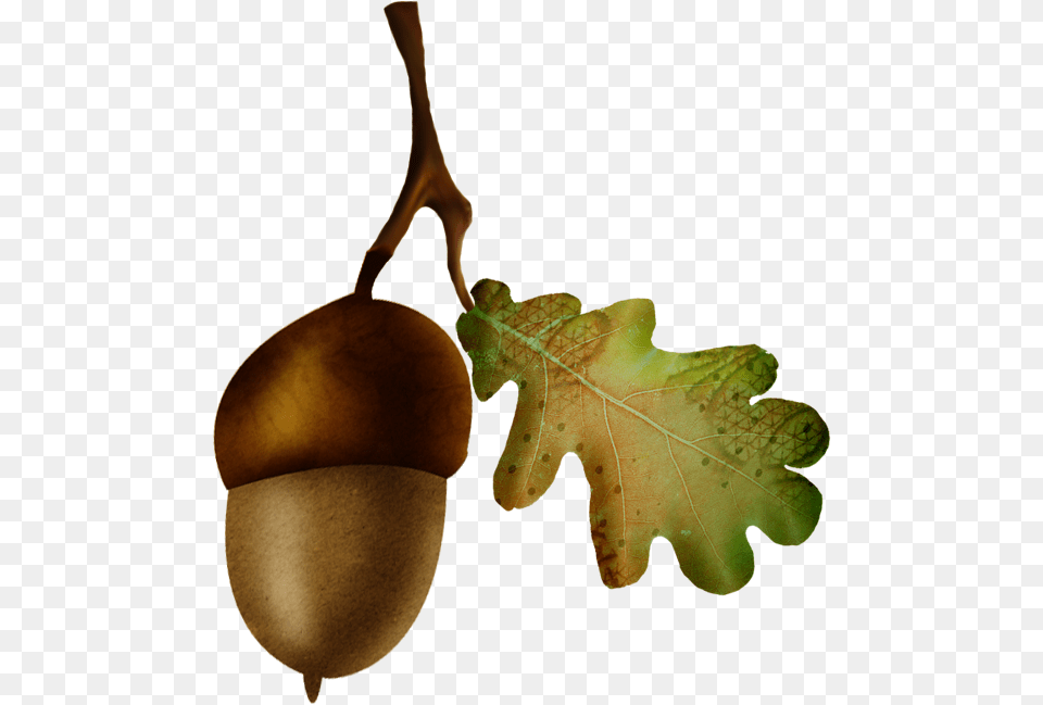 Acorn Oak Nut Fruit Gambel Oak, Food, Grain, Plant, Produce Free Transparent Png
