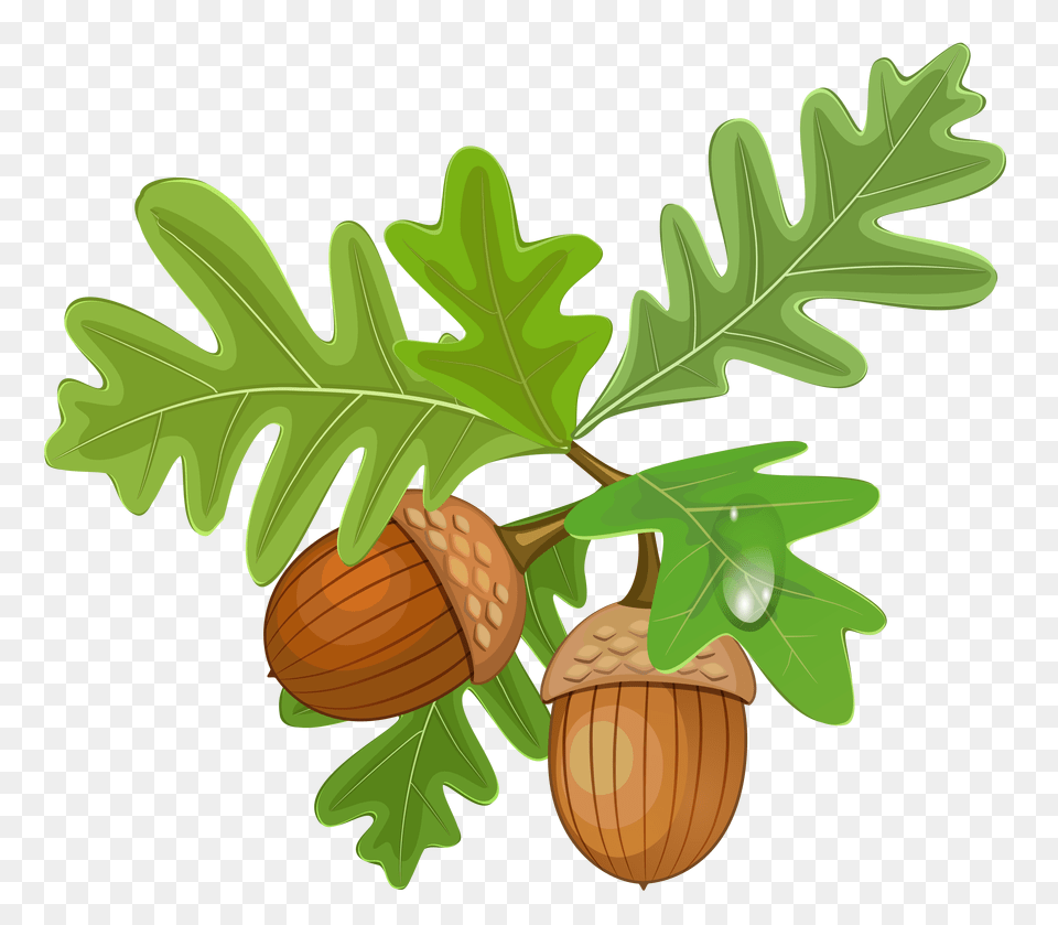 Acorn Transparent Background Oak Acorn Clip Art, Vegetable, Produce, Plant, Nut Png
