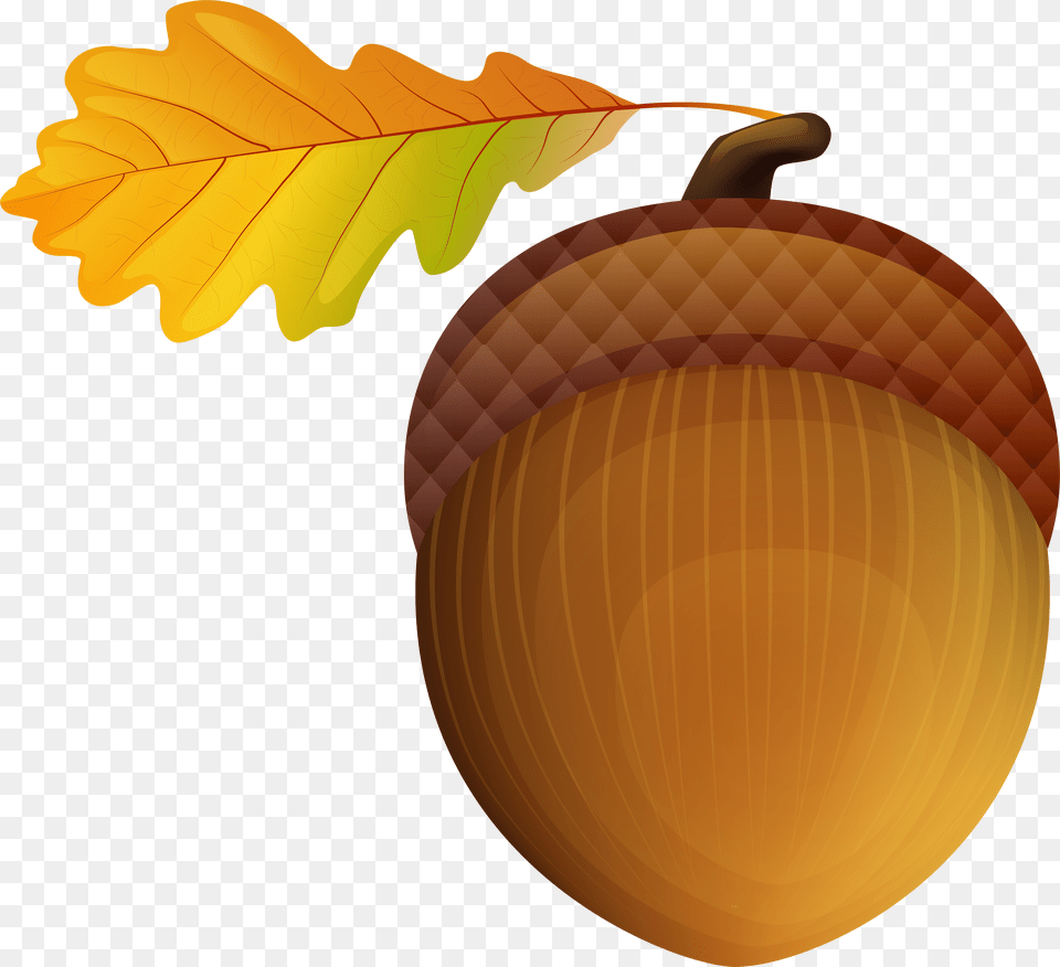 Acorn Vector Freeuse Stock Transparent Background Png