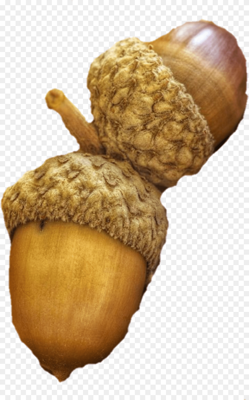 Acorns Acorn Acorn, Food, Grain, Nut, Plant Png