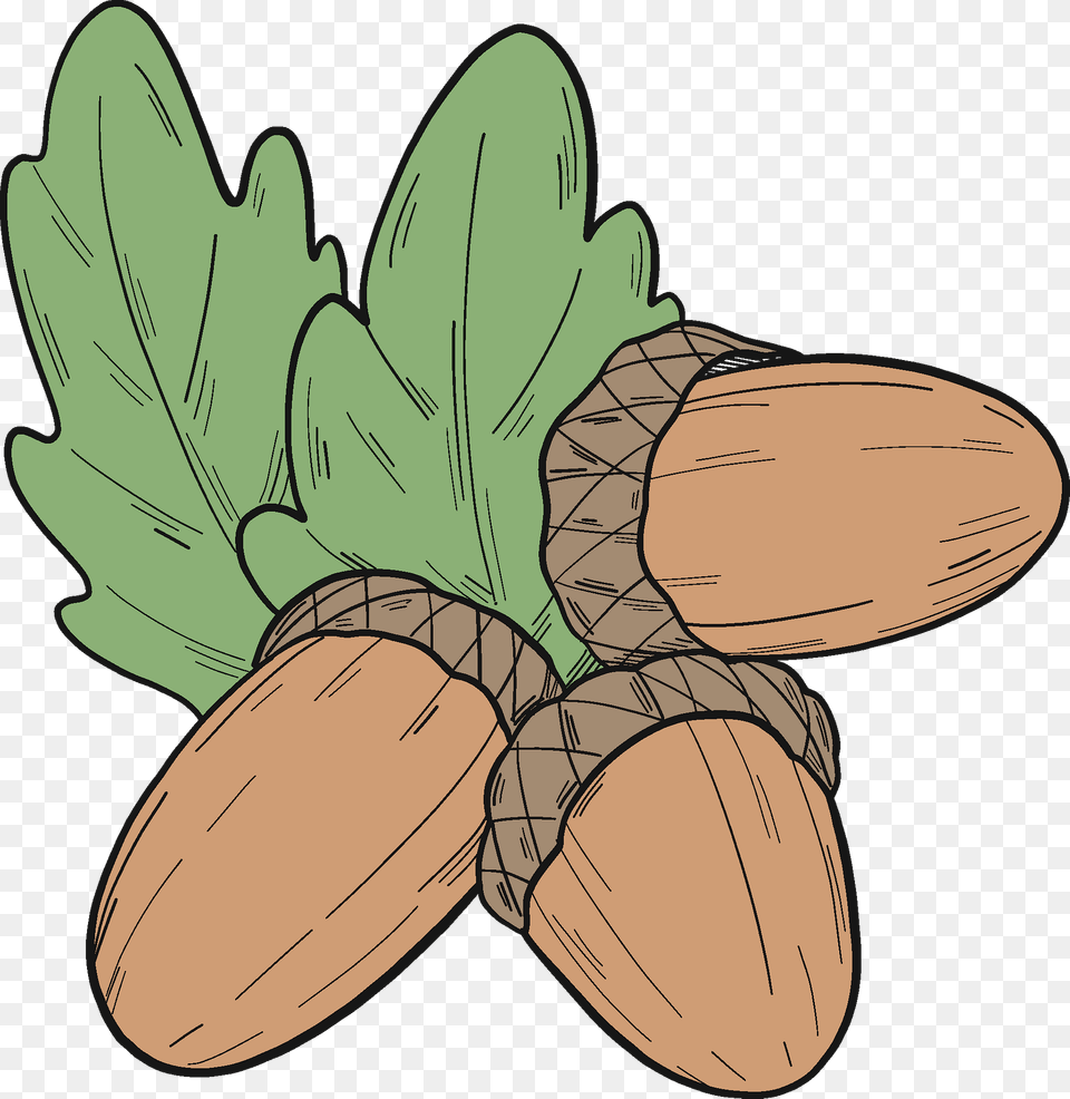 Acorns Clipart, Food, Grain, Nut, Plant Png