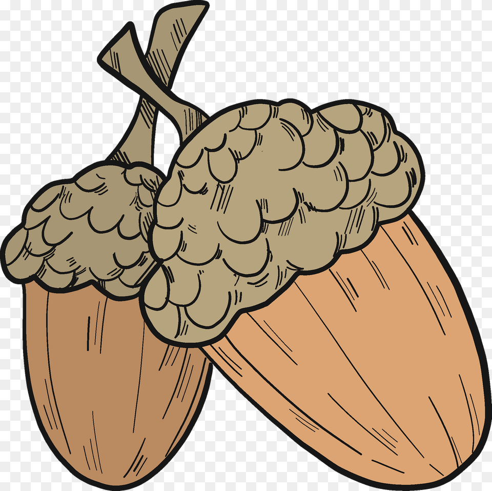 Acorns Clipart, Food, Grain, Nut, Plant Free Transparent Png