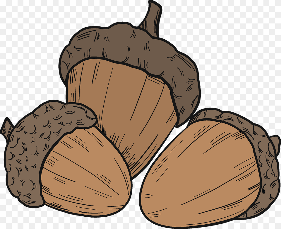 Acorns Clipart, Food, Grain, Nut, Plant Png