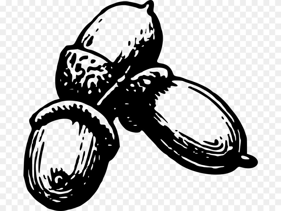 Acorns Images Nuts And Seeds Clipart Black And White, Gray Free Png