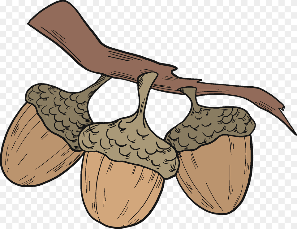 Acorns On A Branch Clipart, Vegetable, Produce, Plant, Nut Free Png