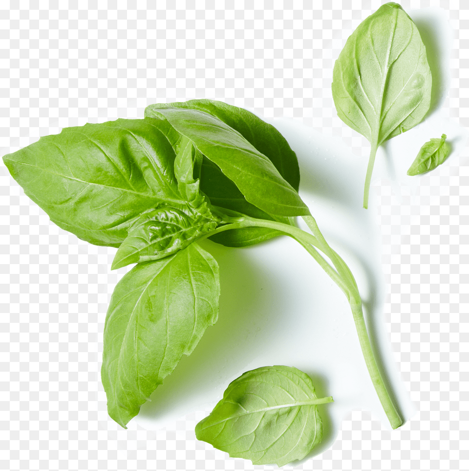 Acres Farms Basil Herb Spinach, Herbal, Herbs, Leaf, Plant Png
