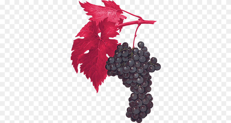 Acres Planted March Giclee Painting Kreyder39s San Gioveto Grape, Food, Fruit, Grapes, Plant Free Transparent Png