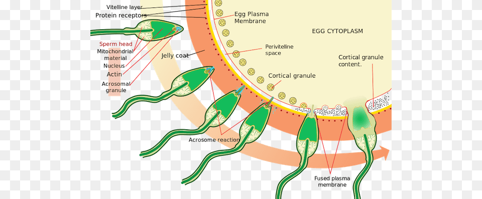 Acrosome Reaction Acrosome Reaction Free Png Download