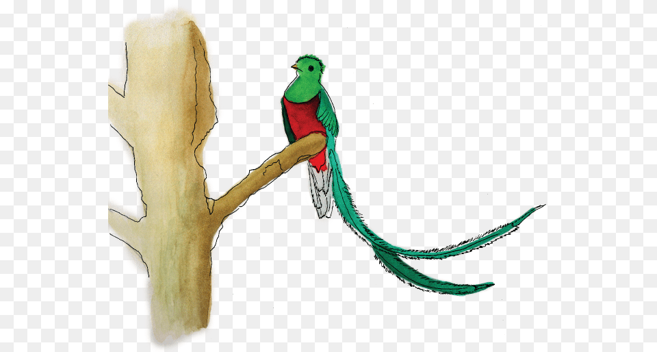 Across Time And Cultures The Resplendent Quetzal Has Illustration, Animal, Bird, Parakeet, Parrot Png Image