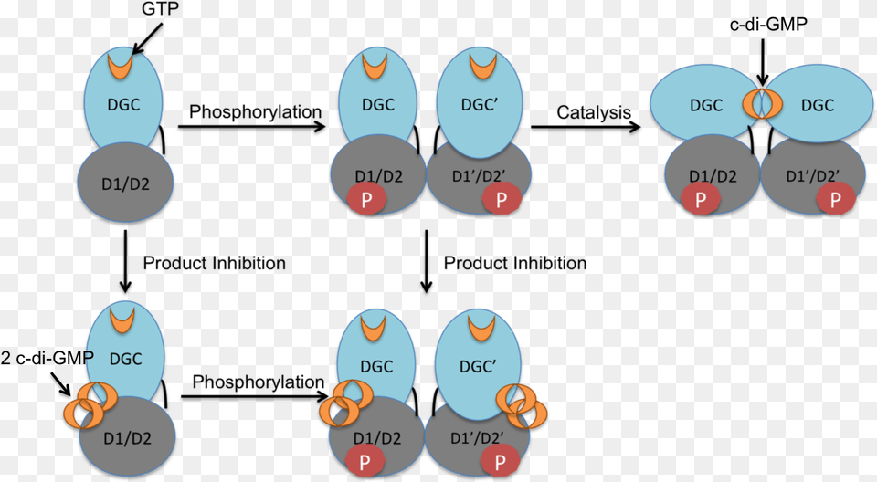 Activation Mechanism And Regulation Of Pled Diguanylate Cyclase, Text Png