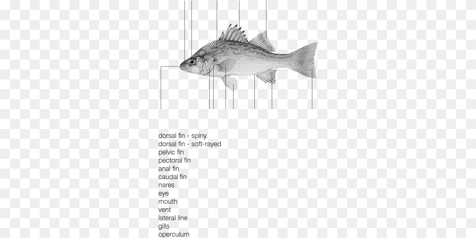 Activity 1 Fish Facts Draw And Label A Fish, Animal, Sea Life, Perch Free Transparent Png