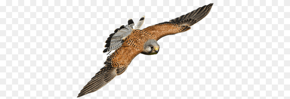 Activity Raptor Day, Animal, Bird, Kite Bird, Hawk Free Png Download