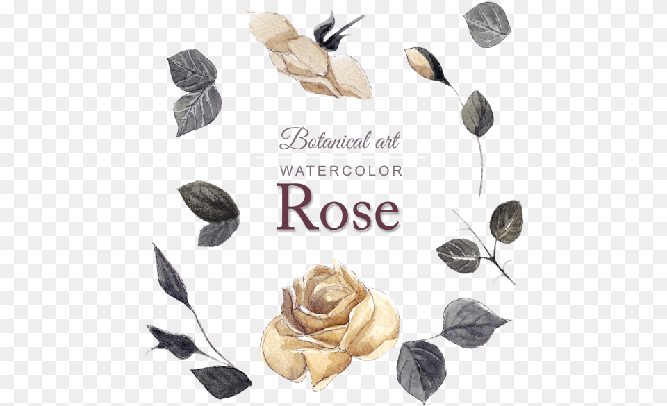 Acuarela Rose Design Garden Roses, Flower, Herbal, Herbs, Leaf Png Image