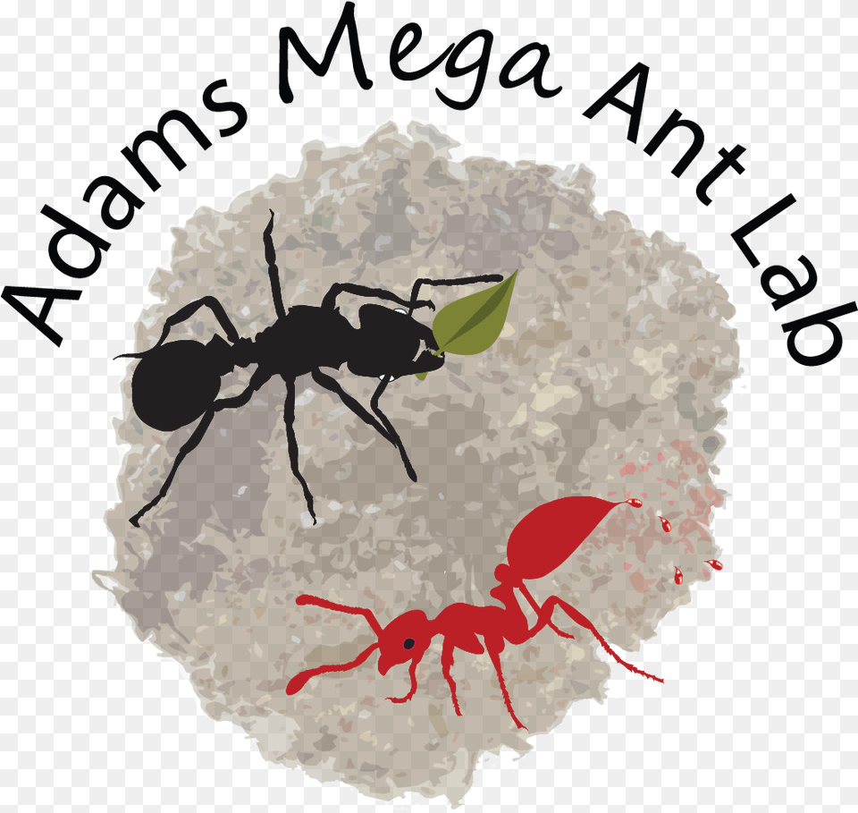 Adams Megalomyrmex Ant Lab Ant, Animal, Insect, Invertebrate Png